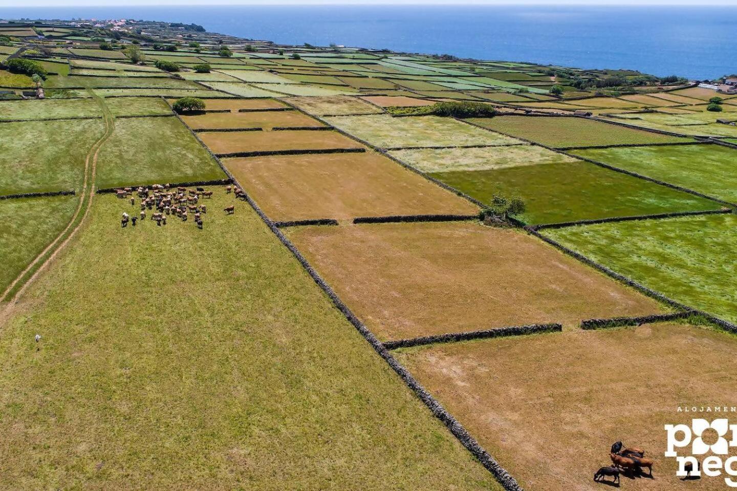 Recanto Das 5 By Pontanegraazores Cinco Ribeiras Dış mekan fotoğraf